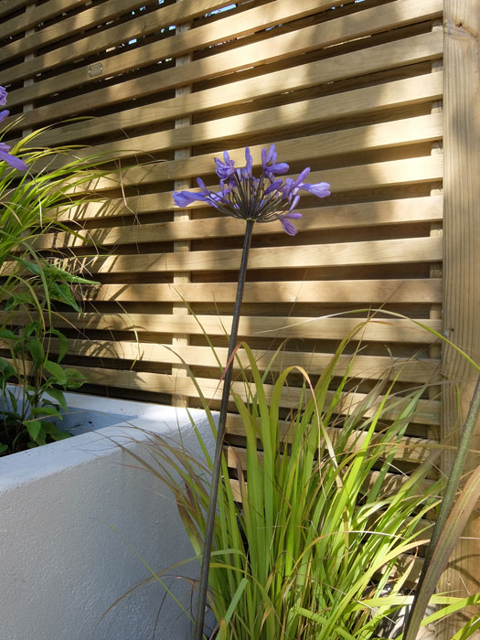 Agapanthus and hit & miss fence